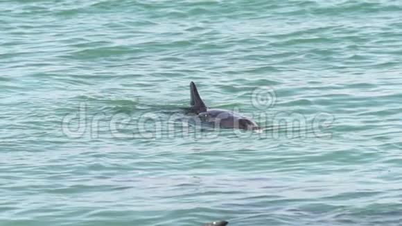 海豚在猴庙鲨鱼湾国家公园慢动作吹水视频的预览图