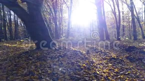 在森林里看不到道路树木覆盖着黄色的树叶视频的预览图