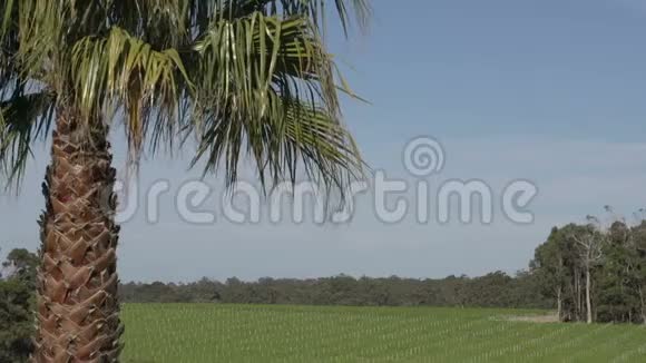 靠近棕榈树与一个大的葡萄酒花园背景在玛格丽特河西澳大利亚视频的预览图