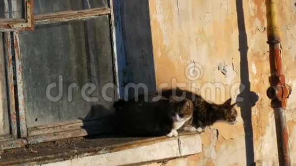两只有趣的猫坐在老式的窗户里看着外面视频的预览图