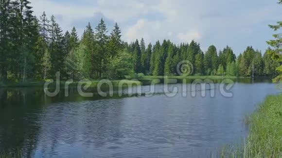 自然湖林云天视频的预览图