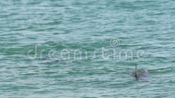 猴子米娅鲨鱼湾国家公园的慢海豚故事视频的预览图