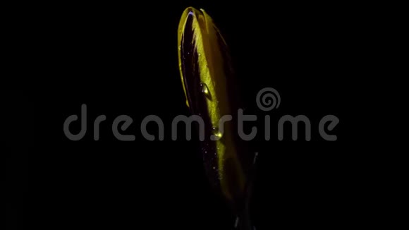 黄色番红花藏红花加兰花开花延时录像花瓣上的露水视频的预览图