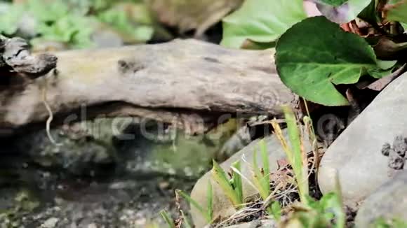 森林里的一条小河视频的预览图