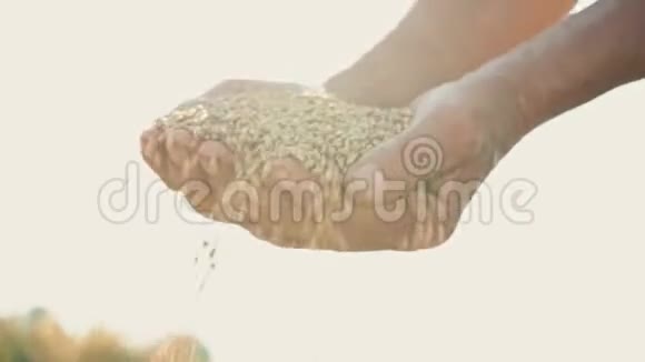在阳光下农民手中的粮食小麦是从地里人的手指里倒出来的视频的预览图
