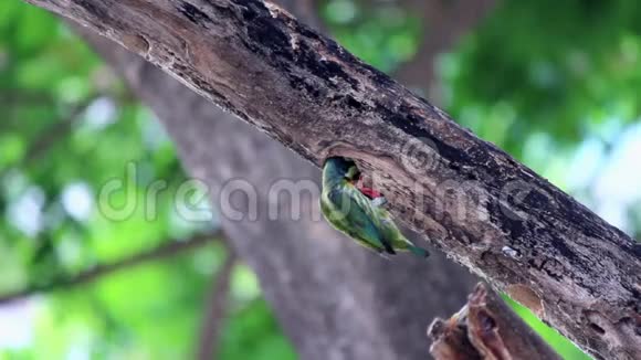 足绿色啄木鸟喂养婴儿燕窝视频的预览图