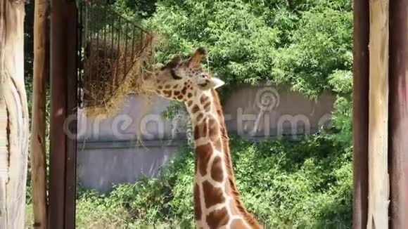 小长颈鹿正在吃动物园里喂食的干草视频的预览图