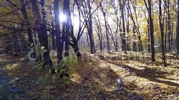 在森林里看不到道路树木覆盖着黄色的树叶视频的预览图