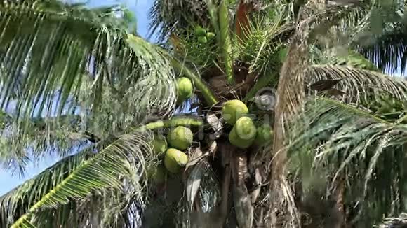 椰子棕榈树视频的预览图