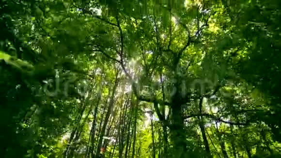 阳光阳光透过森林里树木的叶子闪闪发光摄像机从山上下来视频的预览图