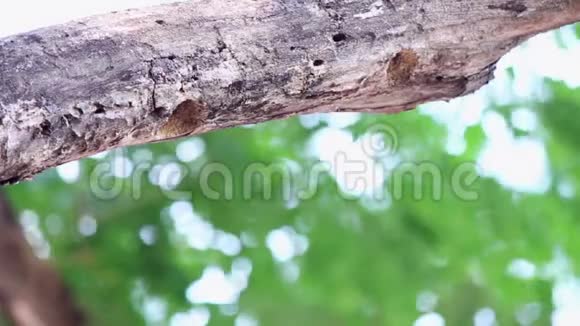 足绿色啄木鸟喂养婴儿燕窝视频的预览图