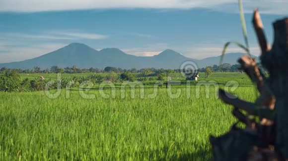 以巴图尔火山为背景的苍谷稻田视频的预览图