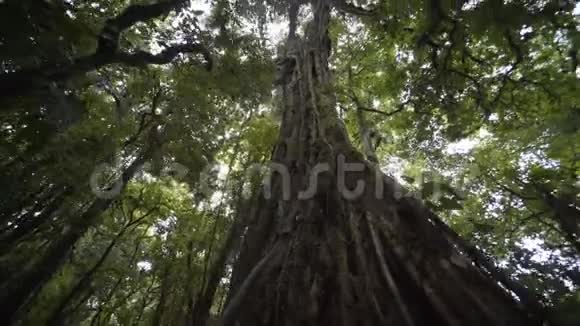 丛林中的大树视频的预览图