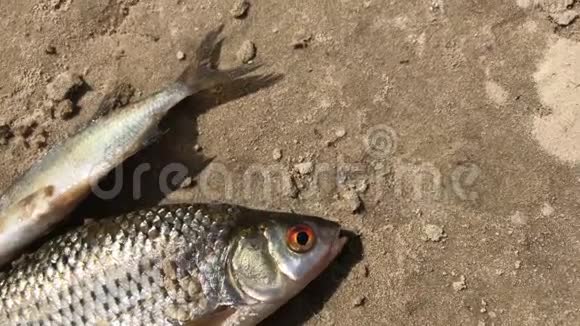 捕获的河鱼躺在沙质的岸边搅动着鳃蟑螂和的捕获量视频的预览图