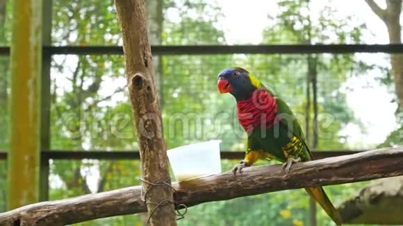 彩虹Lorikeet鹦鹉正在马来西亚KLBird公园喂牛奶视频的预览图