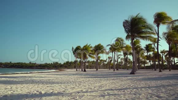 日落时透过椰子树观赏热带海滩棕榈树叶子在纹理沙上飘动的阴影视频的预览图