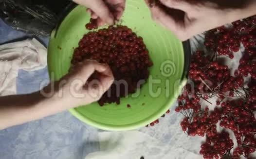 两个女人在桌面上整理红色浆果视频的预览图