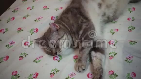 苏格兰直猫在床上去睡觉关门视频的预览图
