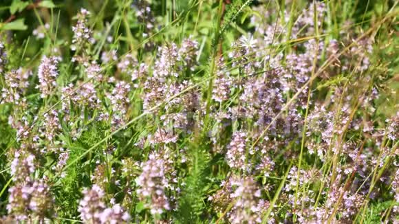 草甸花上的蜜蜂在紫色野花上飞舞的蜜蜂视频的预览图