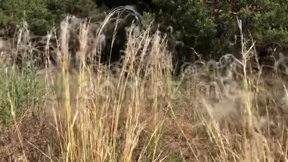 森林附近的草原羽毛草视频的预览图