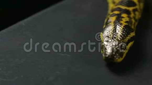黄蟒的头和舌头视频的预览图