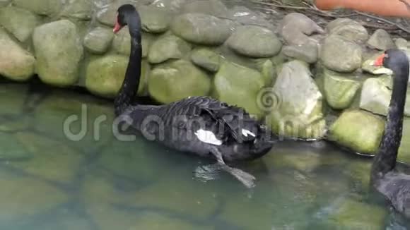 一对黑天鹅在斯洛文尼亚动物园的石塘湖游泳视频的预览图