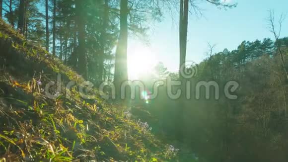 日落时有鲜花和阳光的春天景观时间流逝视频的预览图