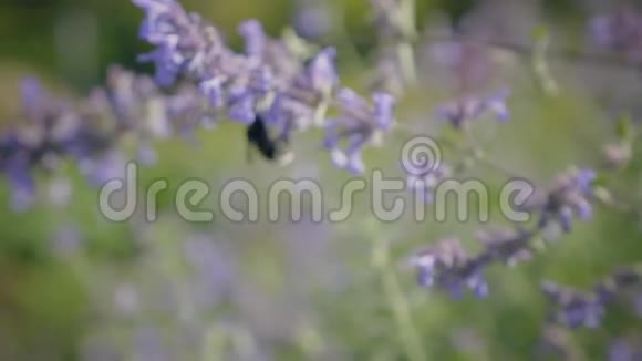 大黄蜂在蓝花片花蜜上大黄蜂从一朵花飞到另一朵花视频的预览图