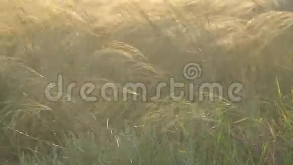 沙漠草stipa视频的预览图