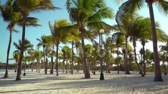 日落时透过椰子树观赏热带海滩棕榈树叶子在纹理沙上飘动的阴影视频的预览图