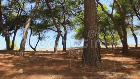 阳光明媚的一天树木的荫蔽听蝉鸣视频的预览图