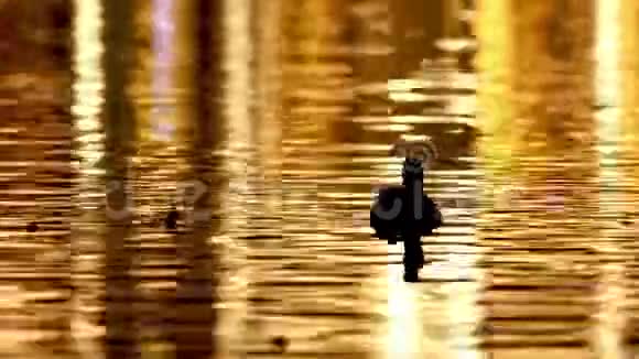 黎明时分野鸭在湖里游泳视频的预览图