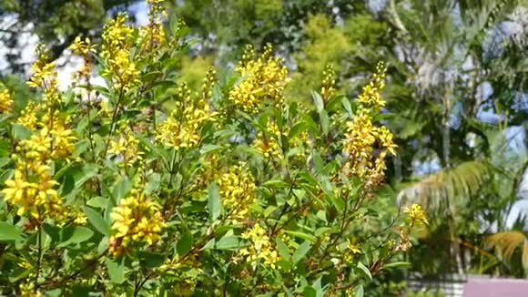 昆士兰黄色开花灌木视频的预览图