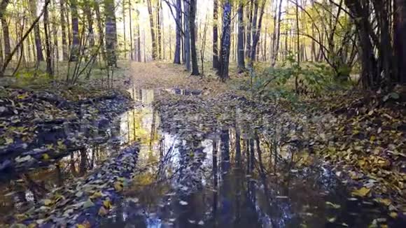 在满是黄叶树的森林里俯瞰泥泞的道路视频的预览图