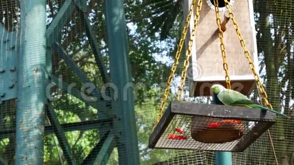 绿色印度环颈鹦鹉视频的预览图