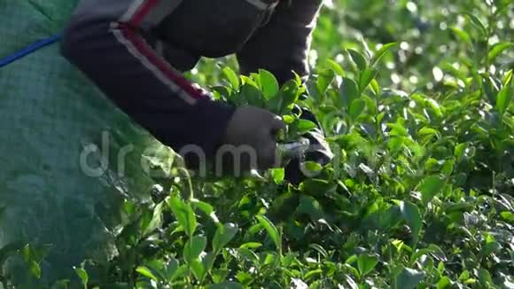 新鲜的绿茶叶和花蕾视频的预览图