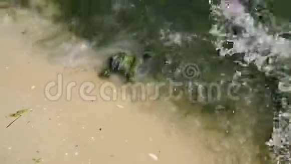 死水母被扔到海边视频的预览图