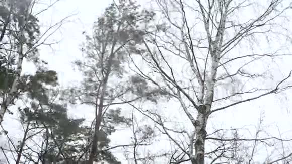 第一场雪落在树上视频的预览图