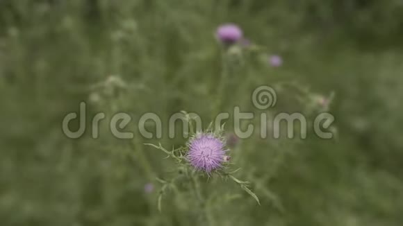 佐治亚州山旁的绿草和鲜花视频的预览图