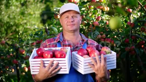 英俊的男农民举着一个木箱里面放着红色成熟的有机苹果微笑着在农场摘苹果视频的预览图