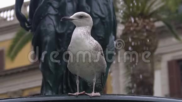孤傲的海鸥坐在街边喷泉边在城里观鸟视频的预览图