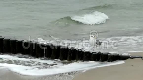 波罗的海海滩上巨大的黑背海鸥之路暴风雨天气视频的预览图