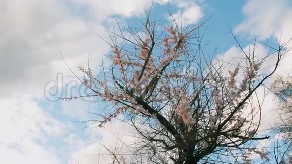 一株盛开的苹果树在风中摇曳视频的预览图