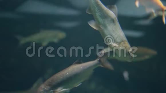 在水族馆里清水中游泳的鱼海底游鱼视频的预览图