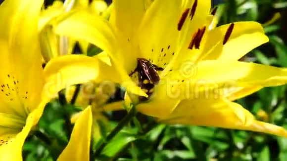 大马蜂坐在黄花菜上视频的预览图