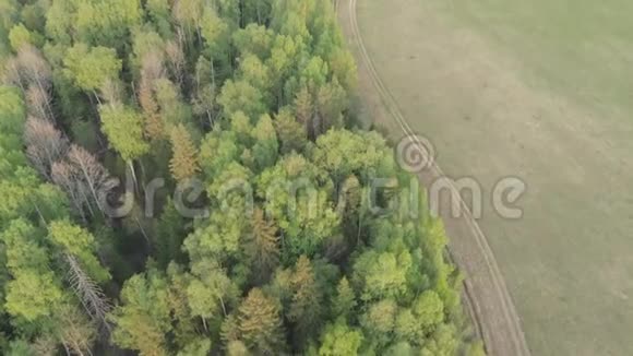 绿色森林田野和道路的俯视夏季景观视频的预览图