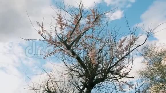 一株盛开的苹果树在风中摇曳视频的预览图