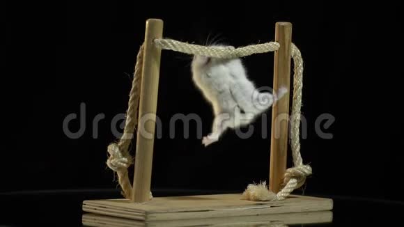 一只白色的小仓鼠挂在一根木条上它站在镜子桌上动作缓慢视频的预览图