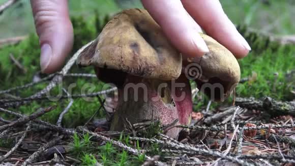 雌性手在森林里切鲜可食用的幼菇视频的预览图