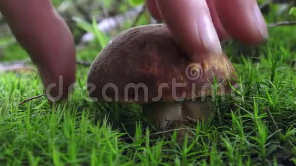 雌性手在森林里切鲜可食用的幼菇视频的预览图
